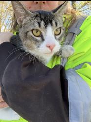 Found/Stray Unknown Cat last seen 85th and Noble Ave N at Central Park, Brooklyn Park, MN 55443