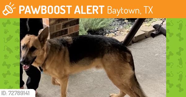 Found/Stray Male Dog last seen On Sage St and Cinnamon St off of barkaloo St, Baytown, TX 77521