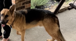 Found/Stray Male Dog last seen On Sage St and Cinnamon St off of barkaloo St, Baytown, TX 77521