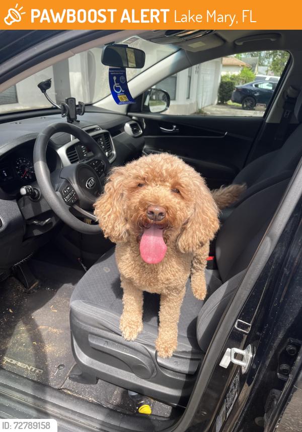 Found/Stray Unknown Dog last seen In the neighborhood next to Greenwood’s lakes middle , Lake Mary, FL 32746