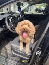 Found/Stray Unknown Dog last seen In the neighborhood next to Greenwood’s lakes middle , Lake Mary, FL 32746
