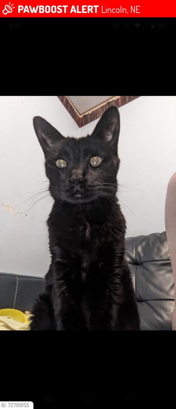 Lost Male Cat last seen Randolph, 36th, Saint Teresa's church, Lincoln, NE 68510