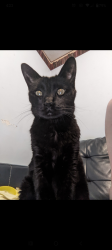 Lost Male Cat last seen Randolph, 36th, Saint Teresa's church, Lincoln, NE 68510