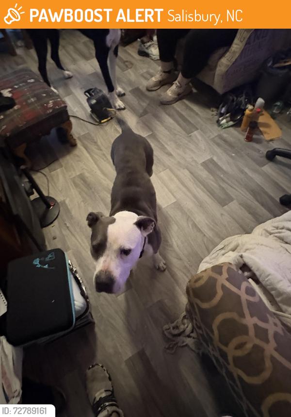 Found/Stray Female Dog last seen Near Hill Street Salisbury Nc , Salisbury, NC 28144