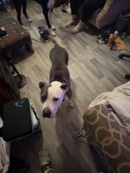 Found/Stray Female Dog last seen Near Hill Street Salisbury Nc , Salisbury, NC 28144