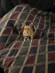 Lost Female Dog last seen Flamingo & Arville, Las Vegas, NV 89103