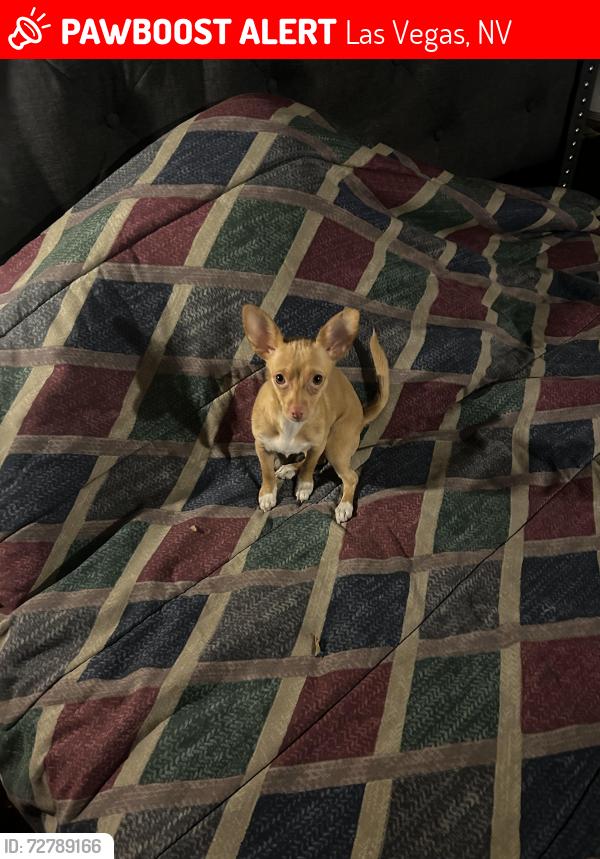 Lost Female Dog last seen Flamingo & Arville, Las Vegas, NV 89103