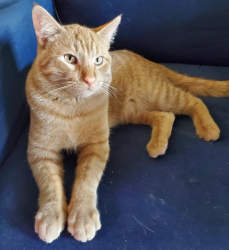 Lost Male Cat last seen Hilton and Meade Ln , Buckeye, AZ 85326
