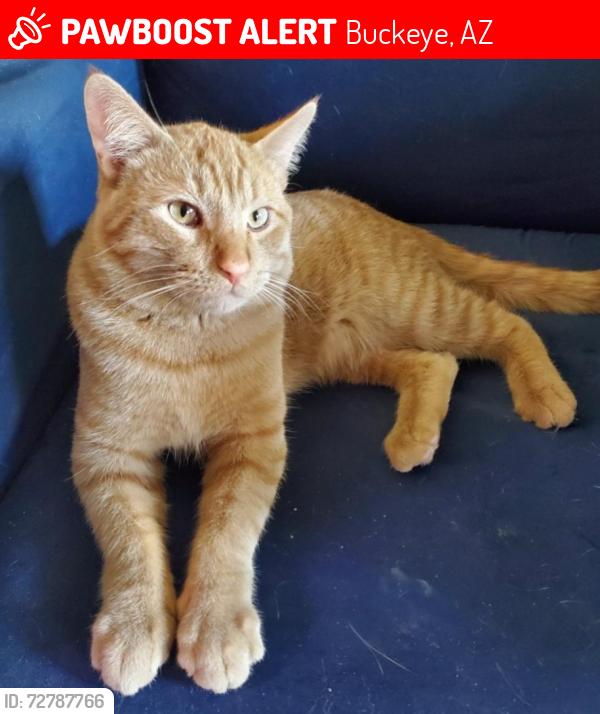 Lost Male Cat last seen Hilton and Meade Ln , Buckeye, AZ 85326