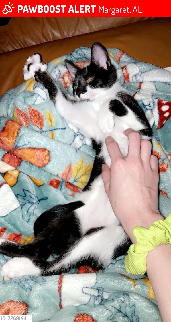 Lost Female Cat last seen Margaret County Store, Margaret, AL 35112