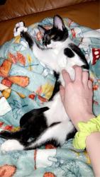Lost Female Cat last seen Margaret County Store, Margaret, AL 35112