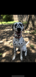 Lost Female Dog last seen Turner Soccer Field, The Colony, TX 75056