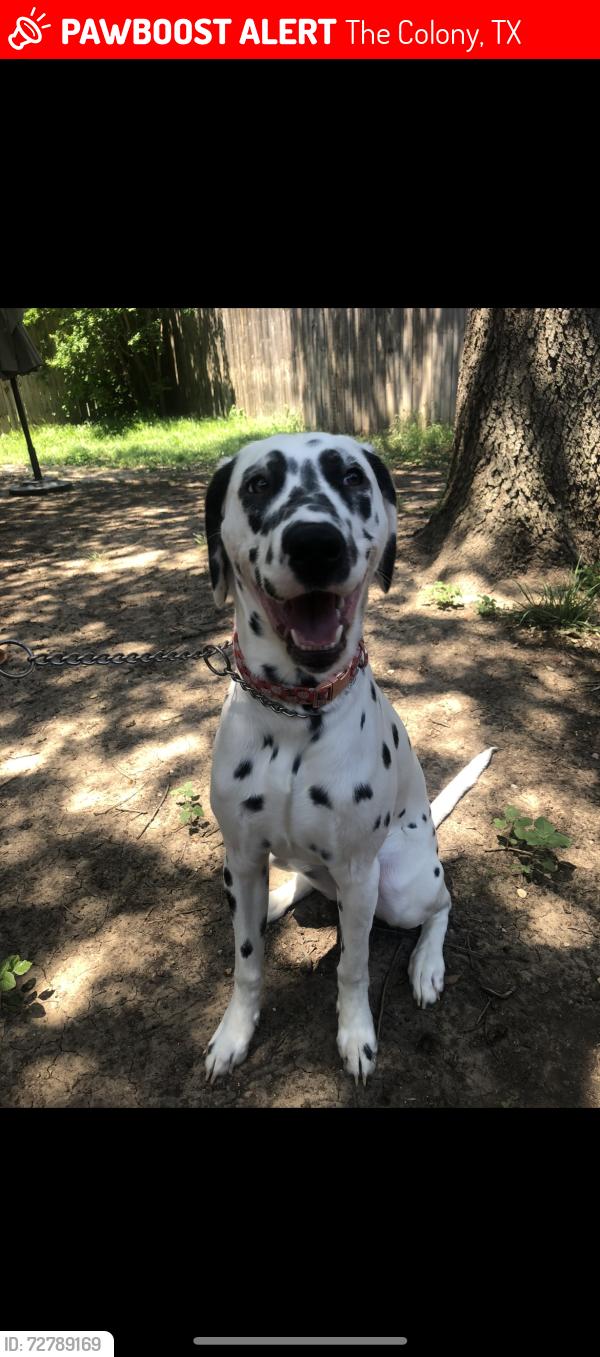 Lost Female Dog last seen Turner Soccer Field, The Colony, TX 75056
