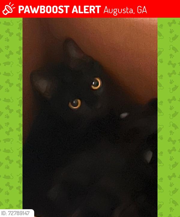 Lost Female Cat last seen Pennsylvania Ave / Clifton Street, Augusta, GA 30904
