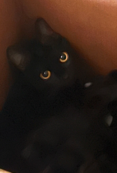 Lost Female Cat last seen Pennsylvania Ave / Clifton Street, Augusta, GA 30904