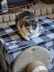 Lost Female Cat last seen Fara Biundo dr , Modesto, CA 95355