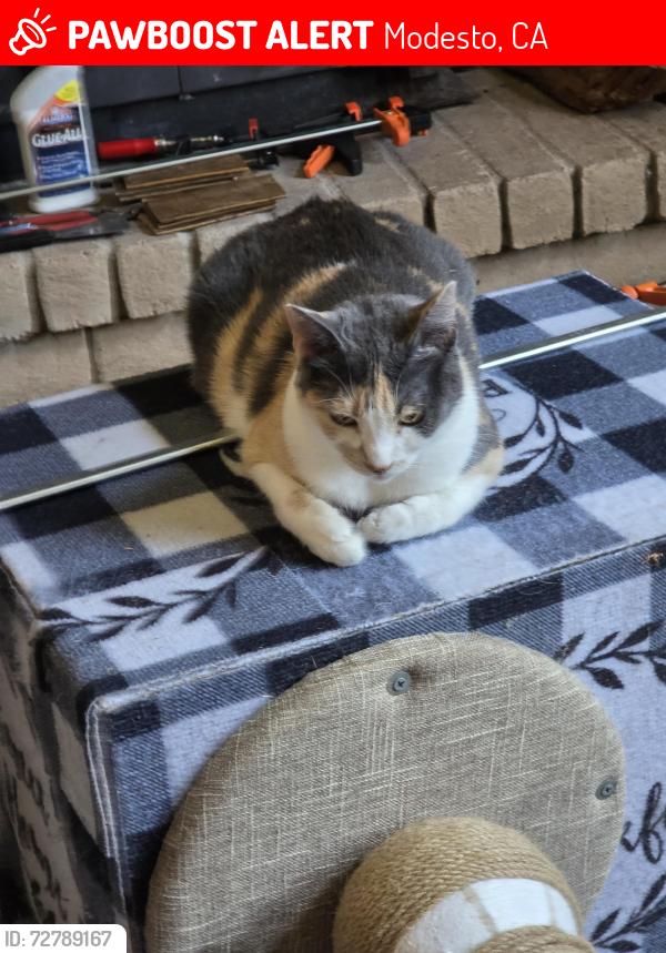 Lost Female Cat last seen Fara Biundo dr , Modesto, CA 95355