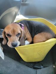 Lost Female Dog last seen Huckleberry hill lane Ridgeville sc 29472, Ridgeville, SC 29472