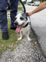 Found/Stray Male Dog last seen Kirk & Park, Palm Beach County, FL 33461