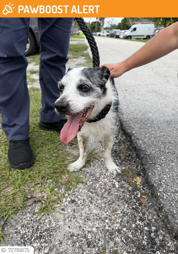 Found/Stray Male Dog last seen Kirk & Park, Palm Beach County, FL 33461