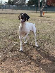 Lost Male Dog last seen Turner Soccer Field, The Colony, TX 75056