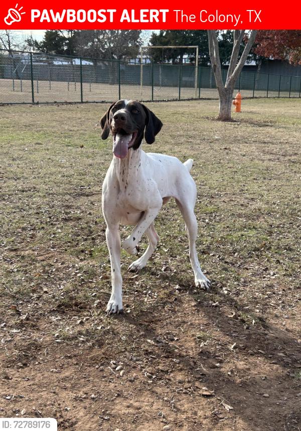 Lost Male Dog last seen Turner Soccer Field, The Colony, TX 75056
