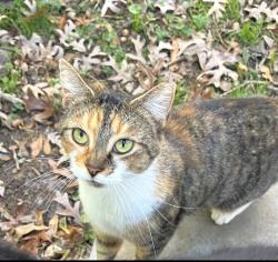 Lost Female Cat last seen Eastway Park, Spartanburg, SC 29307