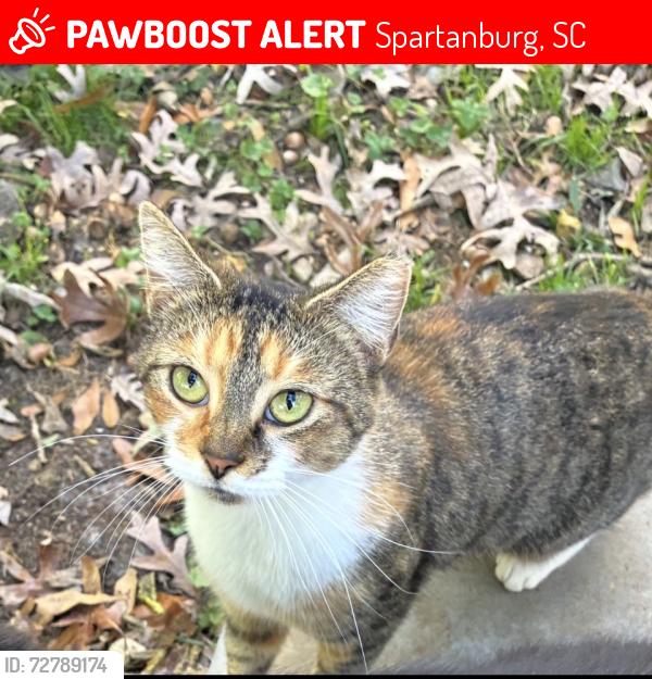 Lost Female Cat last seen Eastway Park, Spartanburg, SC 29307