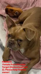Found/Stray Female Dog last seen Near st, Homestead, FL 33033