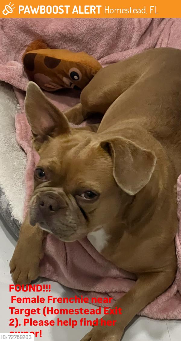Found/Stray Female Dog last seen Near st, Homestead, FL 33033