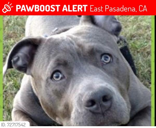 Lost Male Dog last seen COLORADO AND ROSEMEAD, East Pasadena, CA 91107