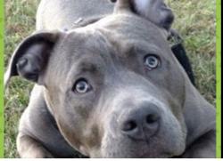 Lost Male Dog last seen COLORADO AND ROSEMEAD, East Pasadena, CA 91107