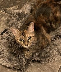 Lost Female Cat last seen Columbus & Lexington Avenue , Syracuse, NY 13210