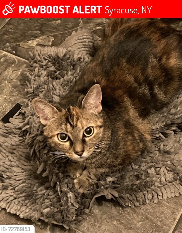 Lost Female Cat last seen Columbus & Lexington Avenue , Syracuse, NY 13210