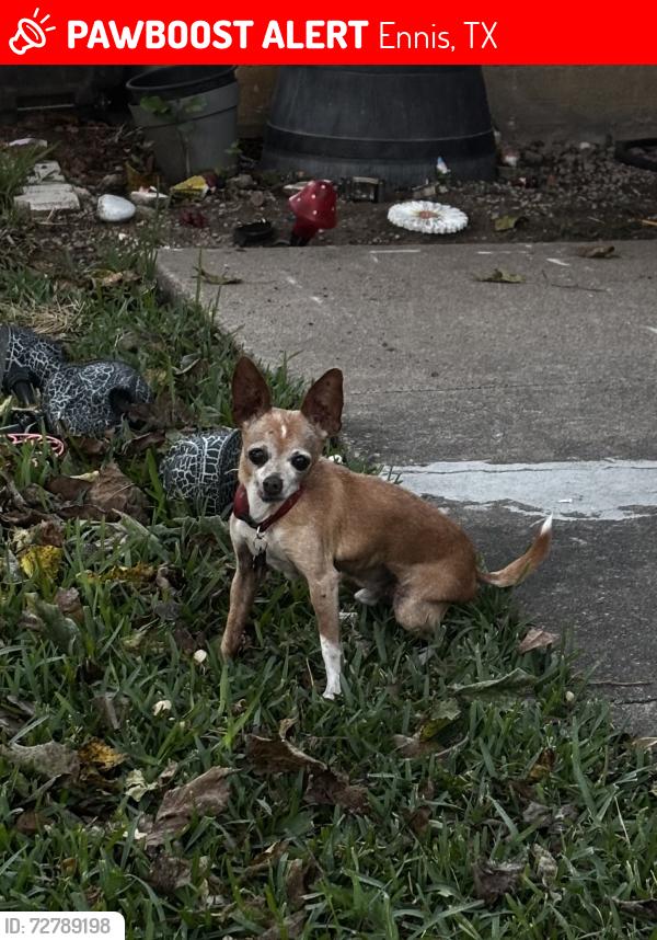 Lost Male Dog last seen Avenue B and First. Fairview Ennis Tx, Ennis, TX 75119