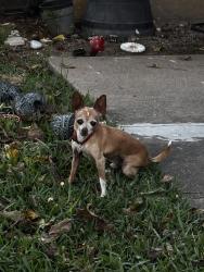 Lost Male Dog last seen Avenue B and First. Fairview Ennis Tx, Ennis, TX 75119