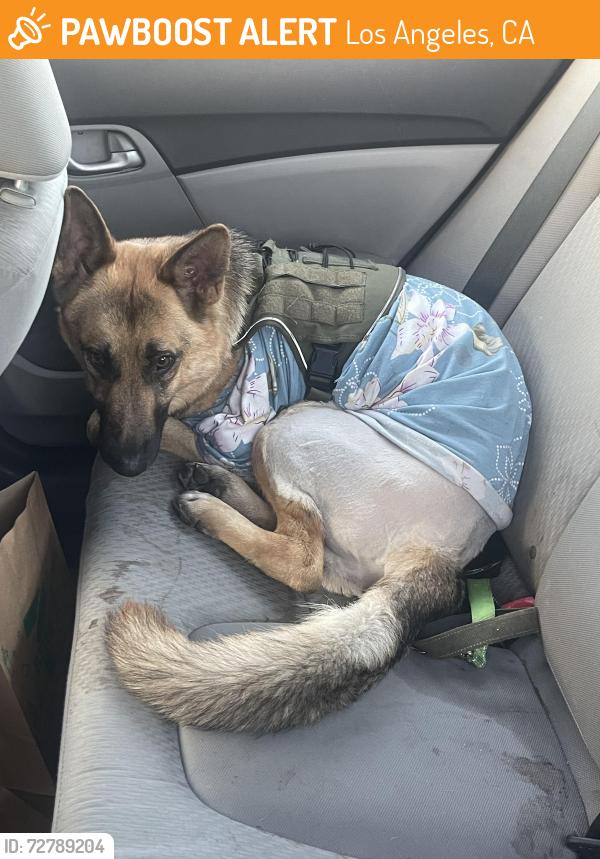 Found/Stray Female Dog last seen Near Devonshire St Northridge, CA  91325 United States, Los Angeles, CA 91325
