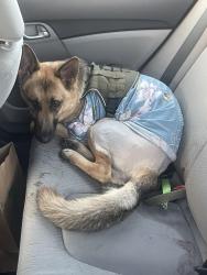 Found/Stray Female Dog last seen Near Devonshire St Northridge, CA  91325 United States, Los Angeles, CA 91325