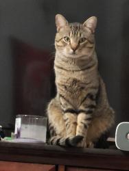 Lost Male Cat last seen There's a congress in met factory in a gas tank factory between where I live , Arlington, TX 76002