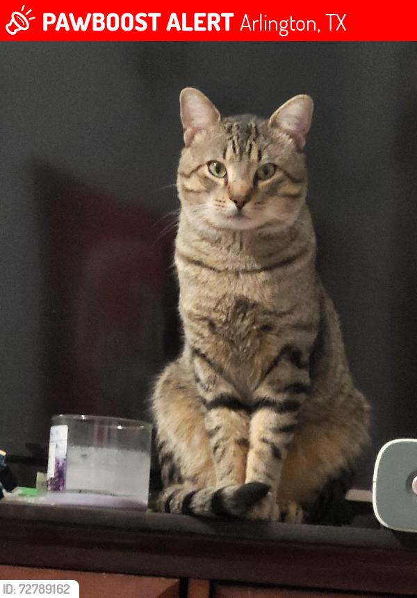 Lost Male Cat last seen There's a congress in met factory in a gas tank factory between where I live , Arlington, TX 76002