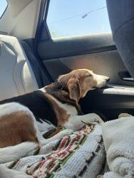 Lost Female Dog last seen St James Church area, Birmingham, AL 35234