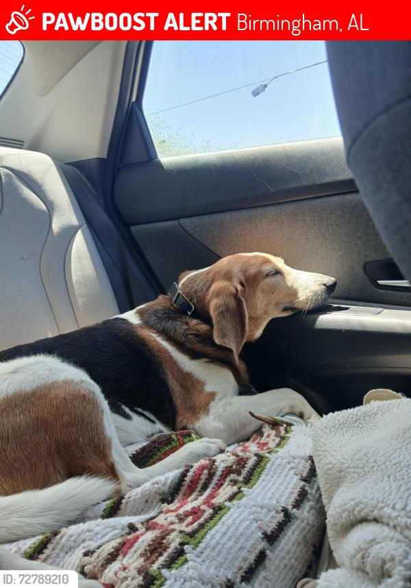 Lost Female Dog last seen St James Church area, Birmingham, AL 35234