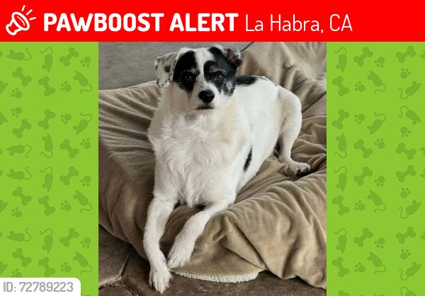 Lost Male Dog last seen Holt & Wilson near Lutheran Church on Palm LA HABRA CA , La Habra, CA 90631
