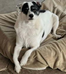 Lost Male Dog last seen Holt & Wilson near Lutheran Church on Palm LA HABRA CA , La Habra, CA 90631