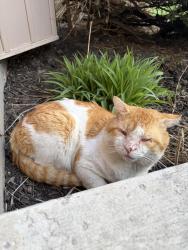 Found/Stray Unknown Cat last seen East park area, London, ON N5W