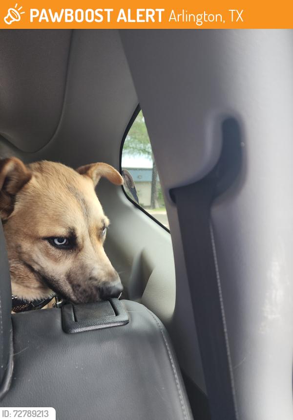 Found/Stray Male Dog last seen Cooper and Road to Six Flags, Arlington, TX 76011