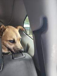Found/Stray Male Dog last seen Cooper and Road to Six Flags, Arlington, TX 76011