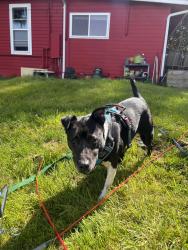 Found/Stray Female Dog last seen Terrace Ave and North Ridge Dr, Snohomish, WA 98290