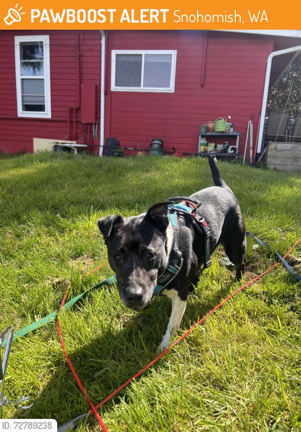 Found/Stray Female Dog last seen Terrace Ave and North Ridge Dr, Snohomish, WA 98290