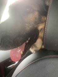 Found/Stray Unknown Dog last seen Off 104 on South High by Walgreens , Columbus, OH 43207